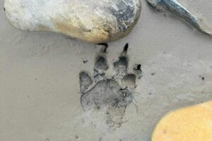 नारायणी किनारमा मान्छेलाई आक्रमण गर्ने बाघ खोज्न ड्रोन र हात्तीको प्रयोग