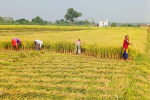 किसानलाई धान काट्ने चटारो (फोटो फिचरसहित)