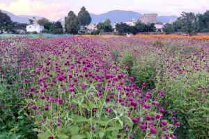 तिहारका लागि नेपालबाट अमेरिका लगायतका देशमा दुई लाख मखमली माला निर्यात हुने