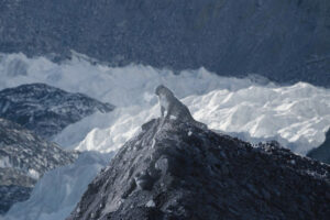 जलवायु परिवर्तनले हिउँ चितुवाको बासस्थानमा चुनौती