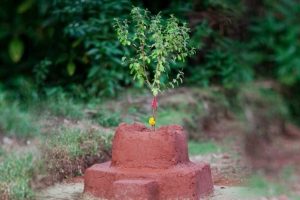 धर्म-संस्कृति: तुलसीको बिरुवा सारेर आज हरिशयनी एकादशी मनाइँदै