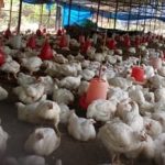 काठमाडौँमा बर्डफ्लु बढ्दै, ८२ स्थानमा संक्रमण पुष्टि