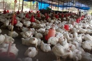 काठमाडौँमा बर्डफ्लु बढ्दै, ८२ स्थानमा संक्रमण पुष्टि