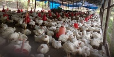 काठमाडौँमा बर्डफ्लु बढ्दै, ८२ स्थानमा संक्रमण पुष्टि